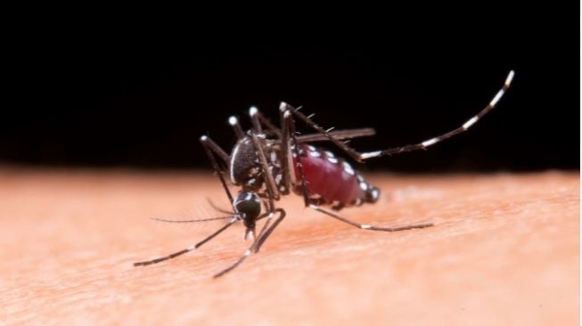 Apa Itu SIARVI, Sistem yang digunakan dimaksud Bantu Tangkal Kematian lantaran Demam Berdarah Dengue Milik Kemenkes